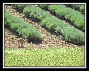 Rabbit in Lavender