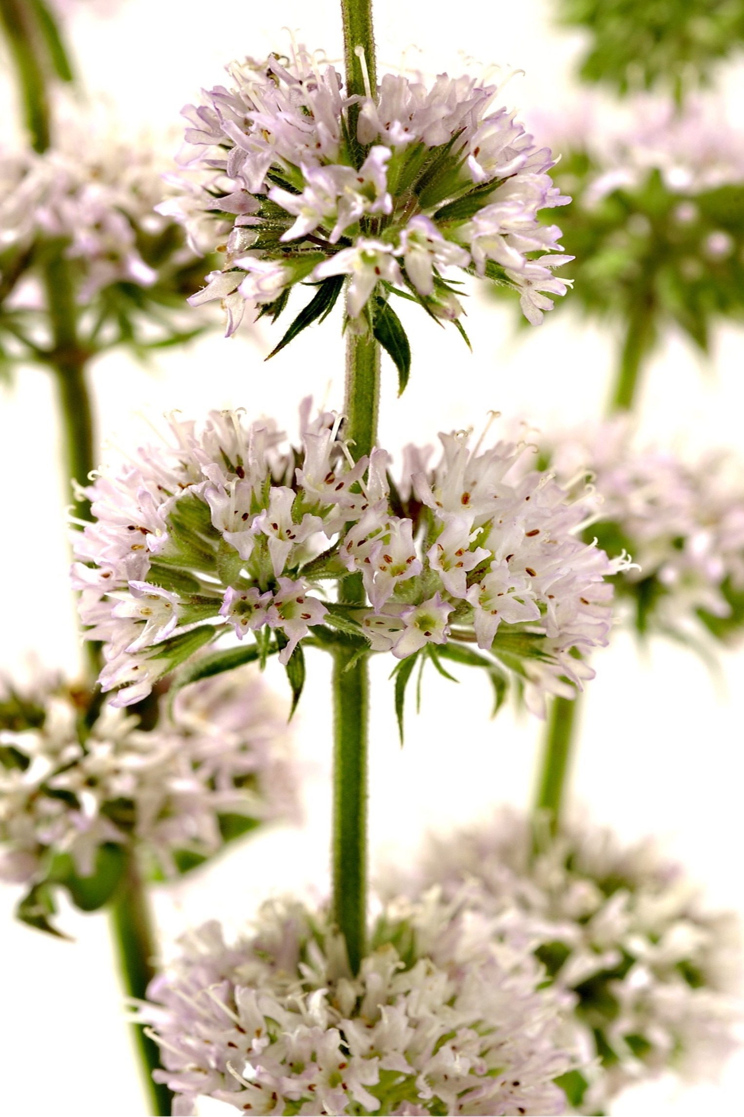 Lemon Verbena Essential Oil, Bayliss Botanicals