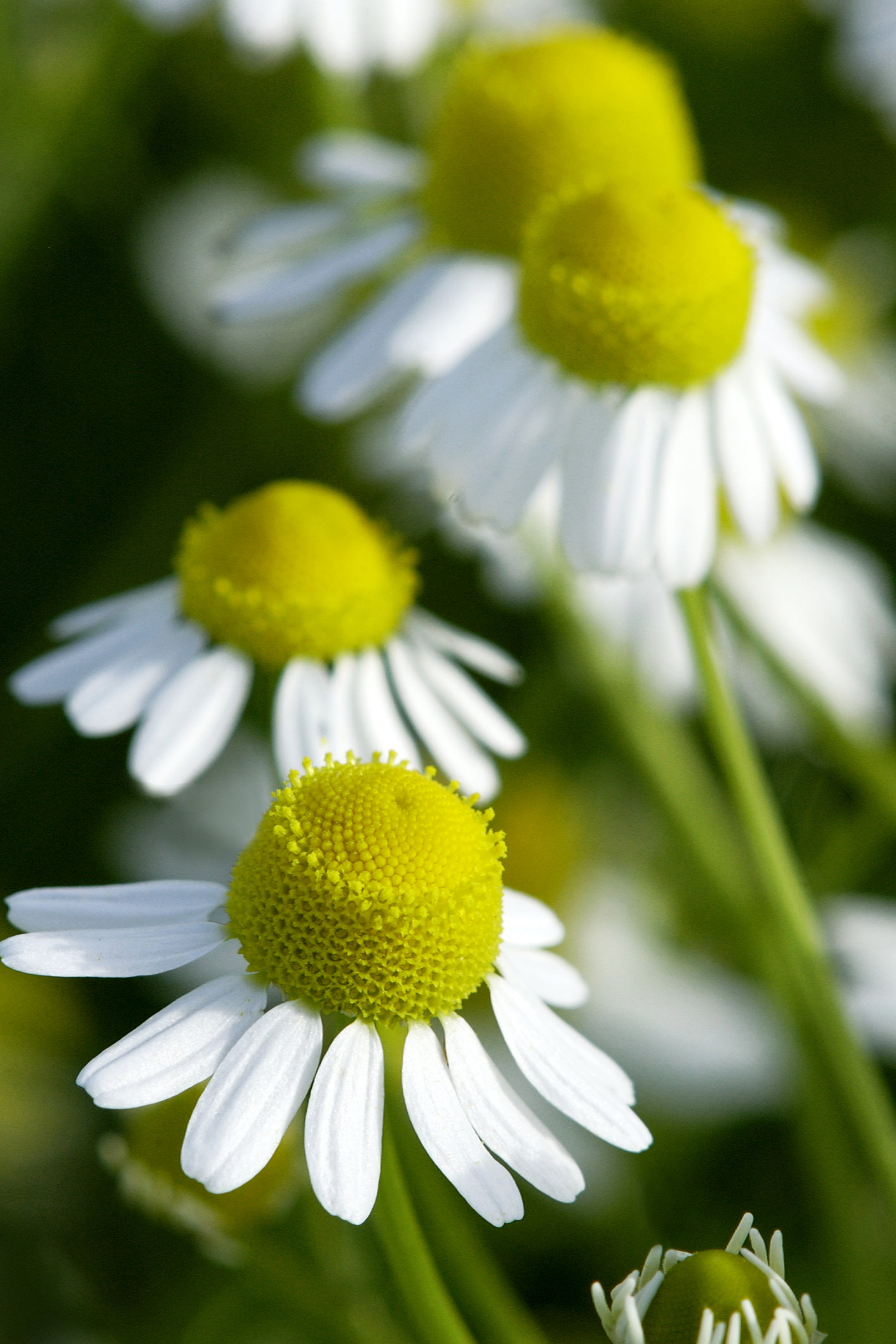 German Chamomile Essential Oil, Bayliss Botanicals