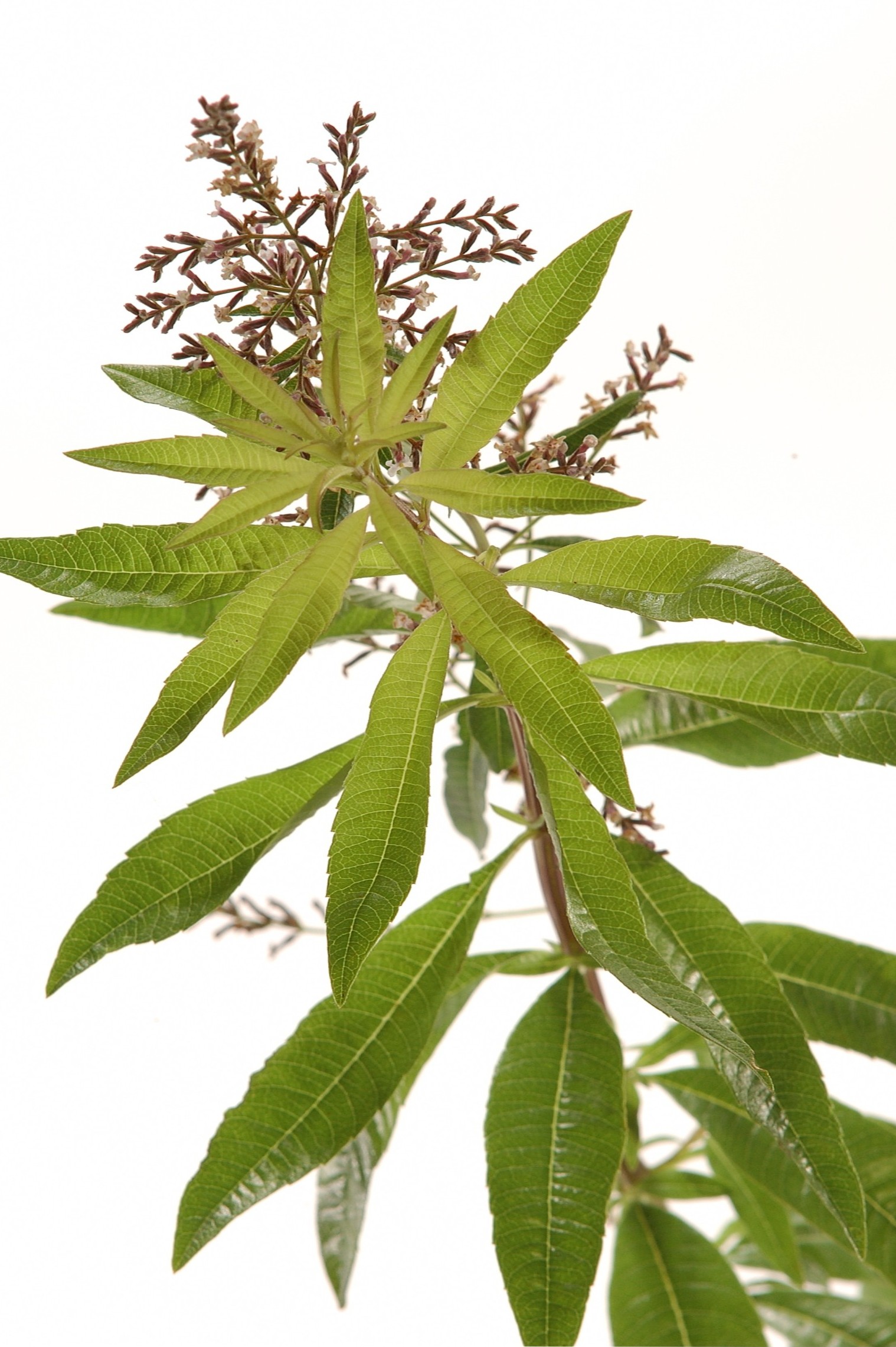 • Lemon Verbena