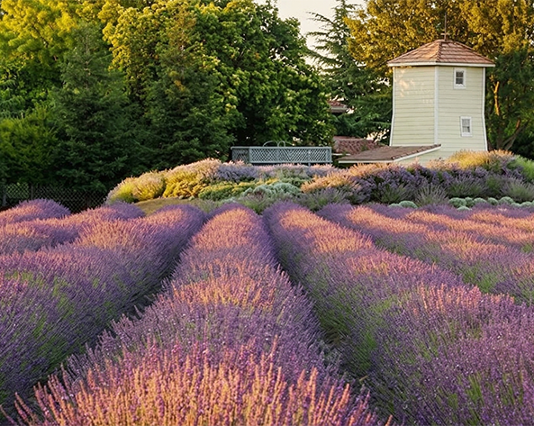 hero-lavender